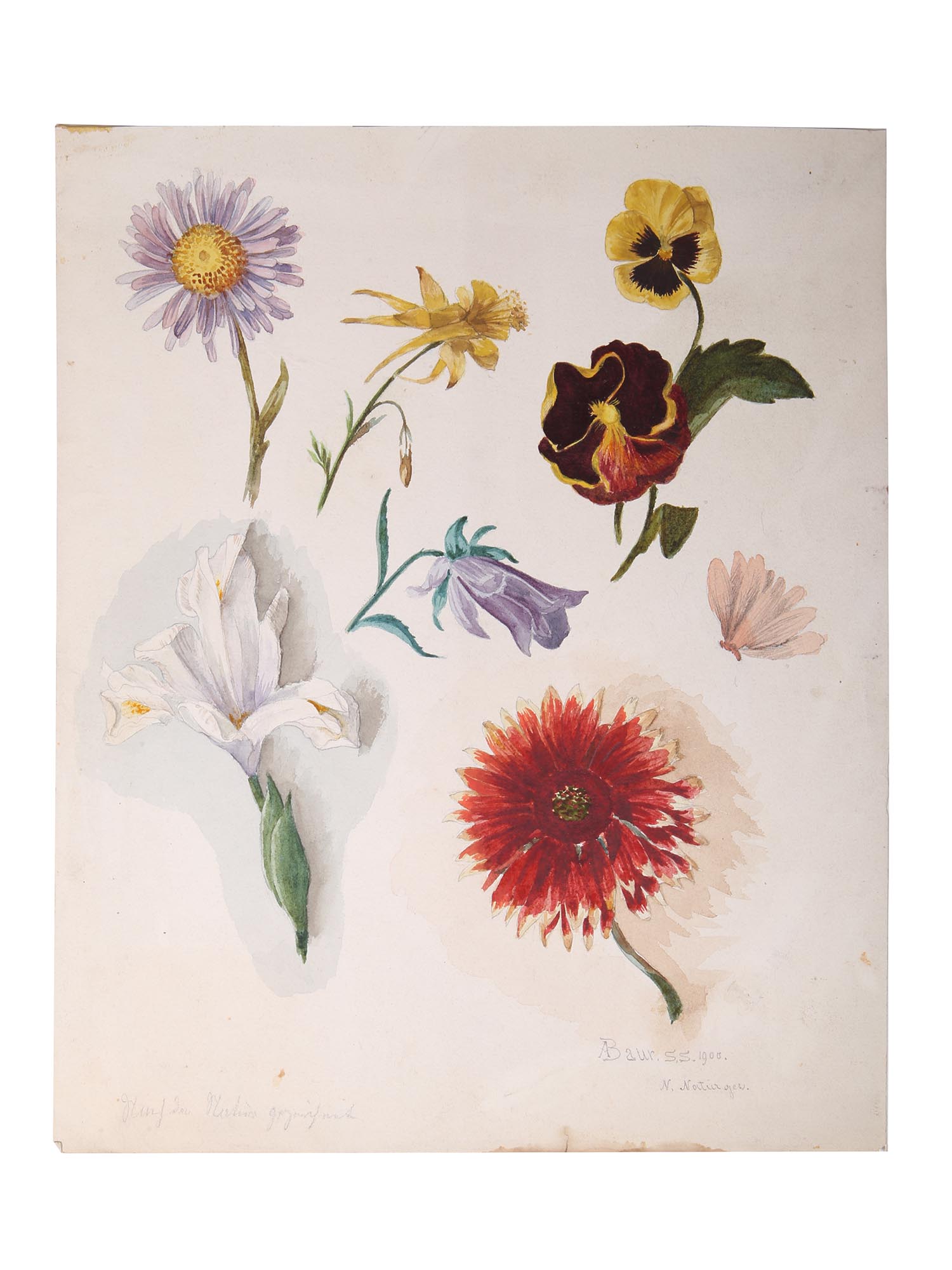 ANTIQUE BOTANICAL PAINTINGS BY ALBERT BAUR JUNIOR PIC-0